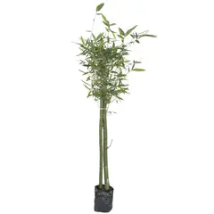Conaplor - Planta bambu africano doble b12