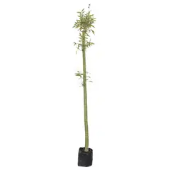 Conaplor - Planta bambu tarro b12
