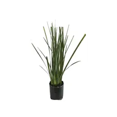 Conaplor - Planta lirio persa b03