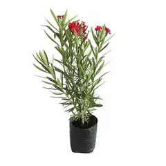 Conaplor - Planta adelfa enana b10