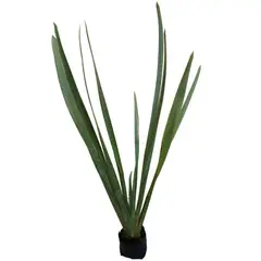 Conaplor - Planta forneo verde b06