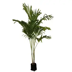Conaplor - Planta palma kerpis b20