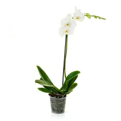 Dimat - Orquídea Phalaenopsis Festiv