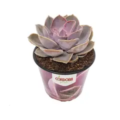 Chiltepec - Suculentas 5"