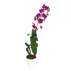 Chiltepec - Dendrobium Sa-Nook 5"