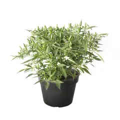 Conaplor - Planta chile chilpaya m6