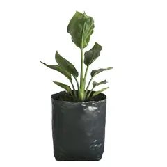 Conaplor - Planta ave del paraiso b04