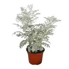 Conaplor - Planta dusty miller m6