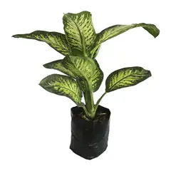 Conaplor - Planta amoena reyna b08