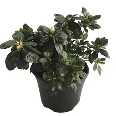 Conaplor - Planta Azalea Holandesa M6"