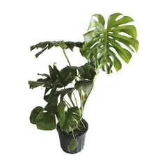 Conaplor - Planta Piñanona B20