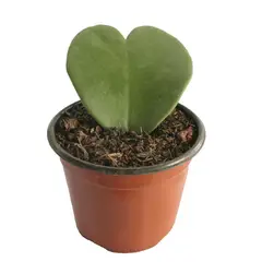 Conaplor - Planta hoja de corazón M4"