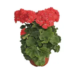 Conaplor - Planta Malvón M6"