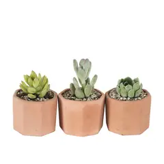 Conaplor - Planta Arreglo Suculenta Barro Hexagonal