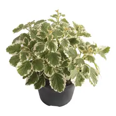 Conaplor - Planta Espantamoscas m06