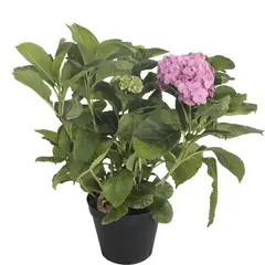 Conaplor - Planta Hortensia M10