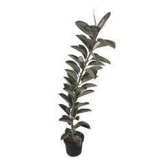 Conaplor - Planta Hule Negro M11