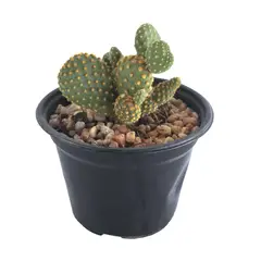 Conaplor - Planta Nopal Colores M05