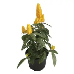 Conaplor - Planta Pakistakis M06