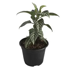 Conaplor - Planta Aphelandra m6