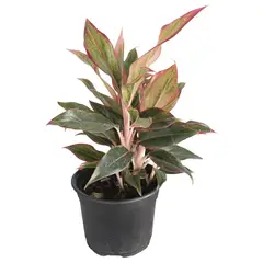 Conaplor - Planta Aglonema M6