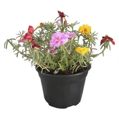 Conaplor - Planta Amor de un Rato m6