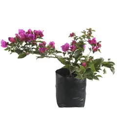 Conaplor - Planta Bugambilia