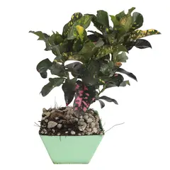 Conaplor - Planta Arreglo Surtido