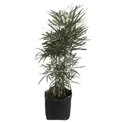 Conaplor - Planta Aralea Elegantisima b20