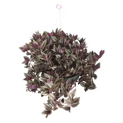 Conaplor - Planta Tradescantia (C10)