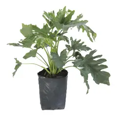 Conaplor - Planta Philodendro Sellum B15