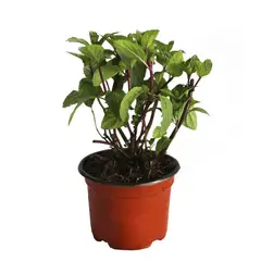 Conaplor - Planta Menta M04