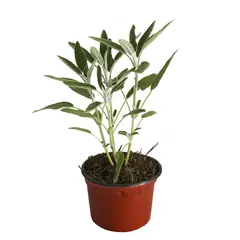 Conaplor - Planta Salvia M04