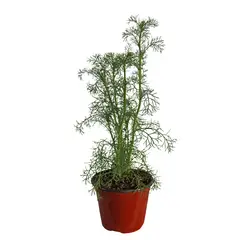 Conaplor - Planta Manzanilla M04