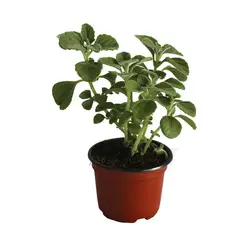 Conaplor - Planta Vaporub M04