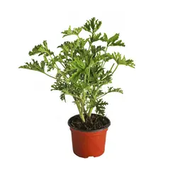 Conaplor - Planta Citronela M04