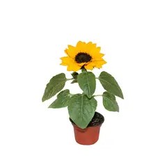 Conaplor - Planta Girasol M03