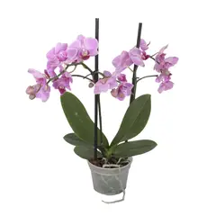 Conaplor - Planta Orquidea Multiflora M4