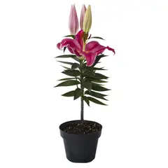 Conaplor - Planta Oriental M6