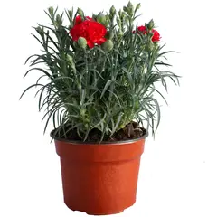 Conaplor - Planta Clavel M6