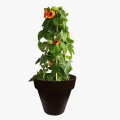 Conaplor - Planta Ojo de Canario M10