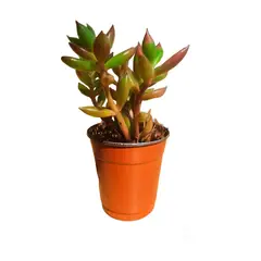 Conaplor - Planta Mini Suculenta M2