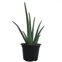 Conaplor - Planta Sabila Aloe M6