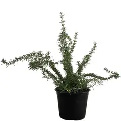 Conaplor - Planta Romero Rastrero M8