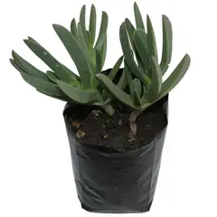 Conaplor - Planta Dedo Moro B1