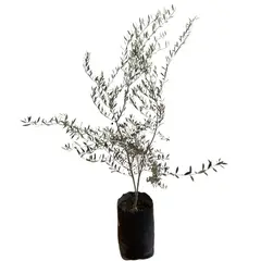 Conaplor - Planta Olivo Aceitunero B30