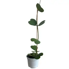 Conaplor - Planta Hoya Kerry M7