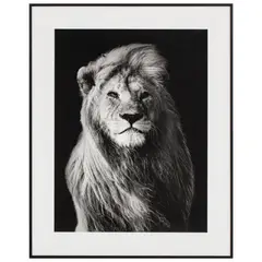 Just Home Collection - Cuadro Leon 40x50