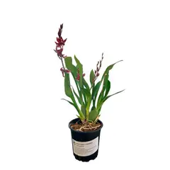 Chiltepec - Orquidea Cambria