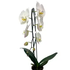 undefined - Orquidea Cascada 1 Y 2 Varas